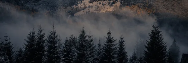 Хвойний ліс і туман у долині